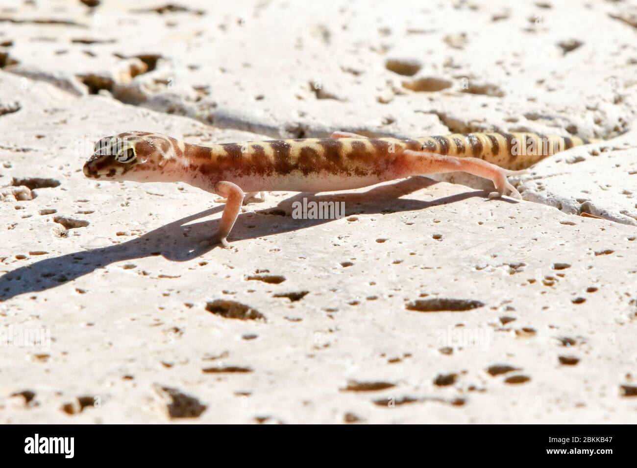 Arizona Geckos Banded ground gecko Banque de photographies et d’images à haute ...