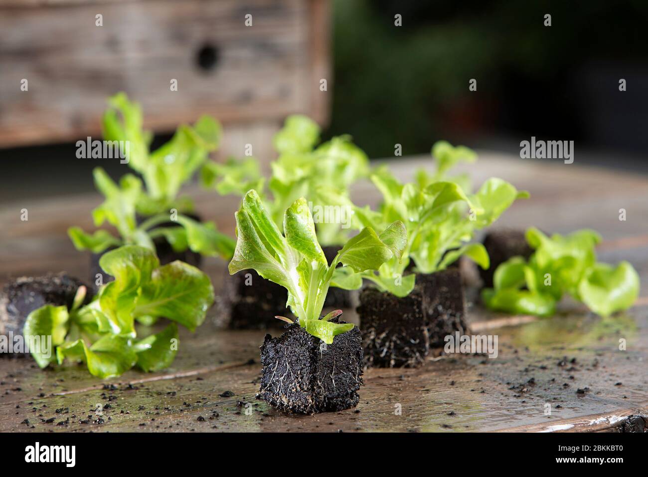 Gros plan de jeune plante à salade, plante à laitue dans le jardin Banque D'Images