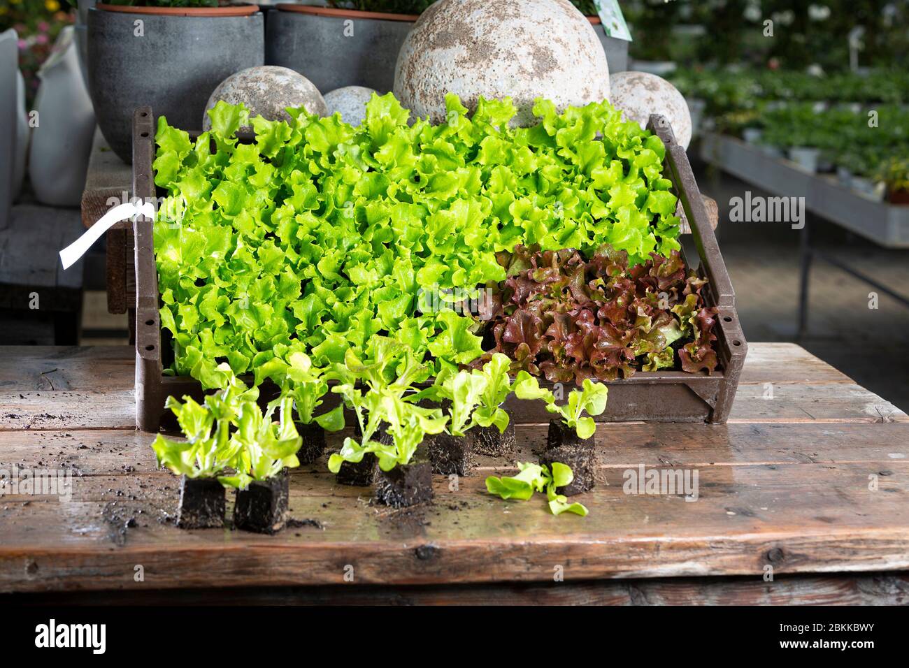 Gros plan de jeune plante à salade, plante à laitue dans le jardin Banque D'Images