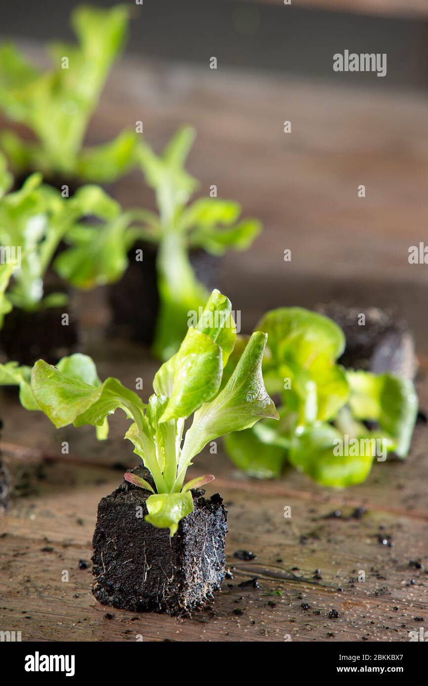 Gros plan de jeune plante à salade, plante à laitue dans le jardin Banque D'Images