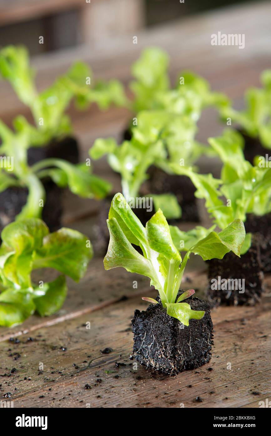 Gros plan de jeune plante à salade, plante à laitue dans le jardin Banque D'Images