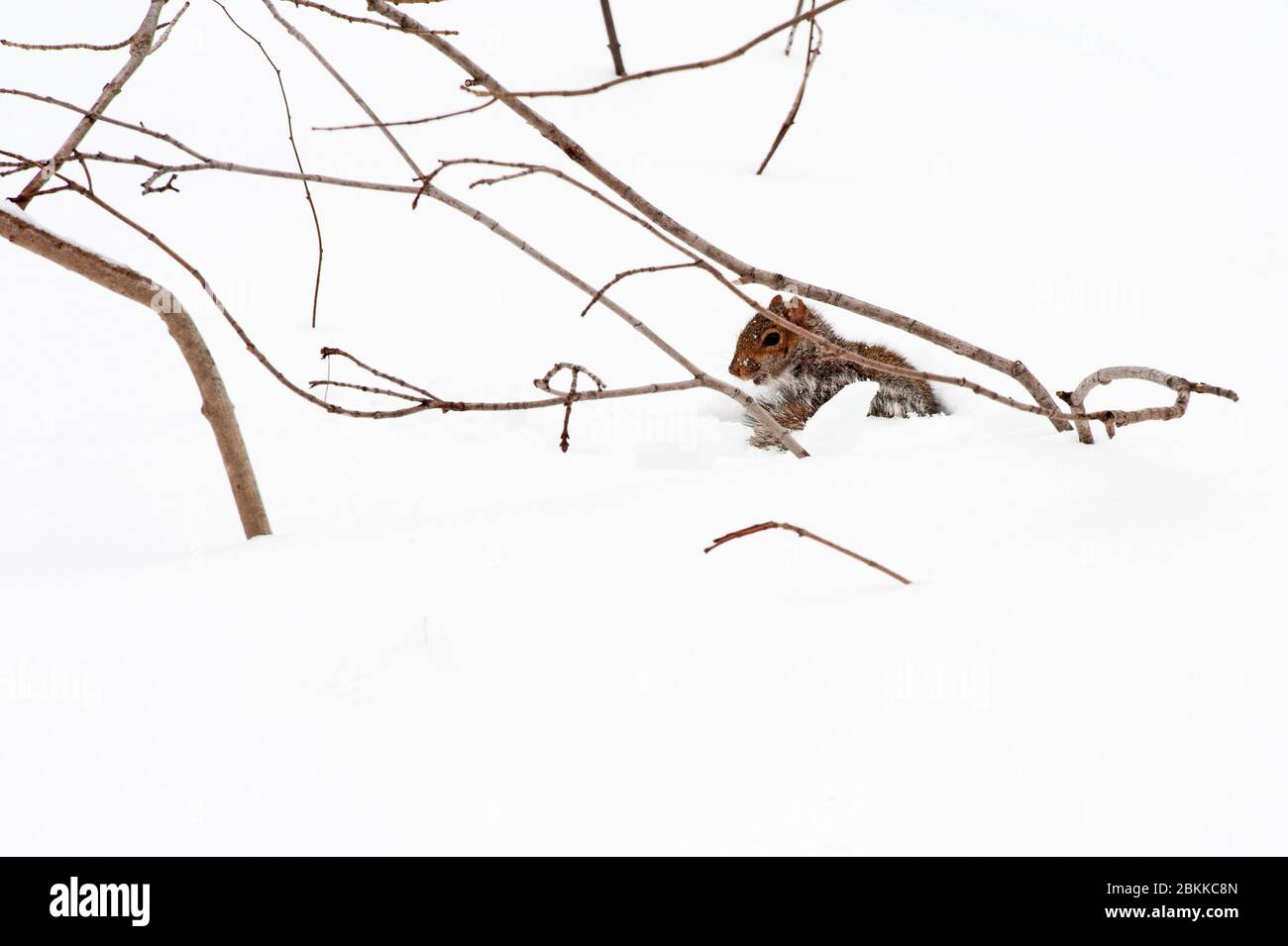 Écureuil gris de l'est dans la neige profonde d'hiver Banque D'Images