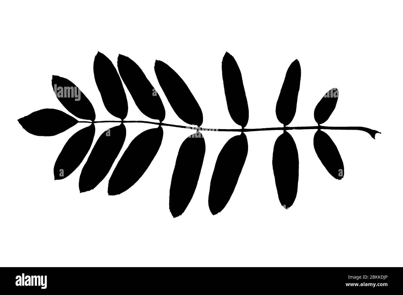 Silhouette de feuille de rowan réelle isolée sur fond blanc Banque D'Images Silhouette de feuille de rowan réelle isolée sur fond blanc Banque D'Images
