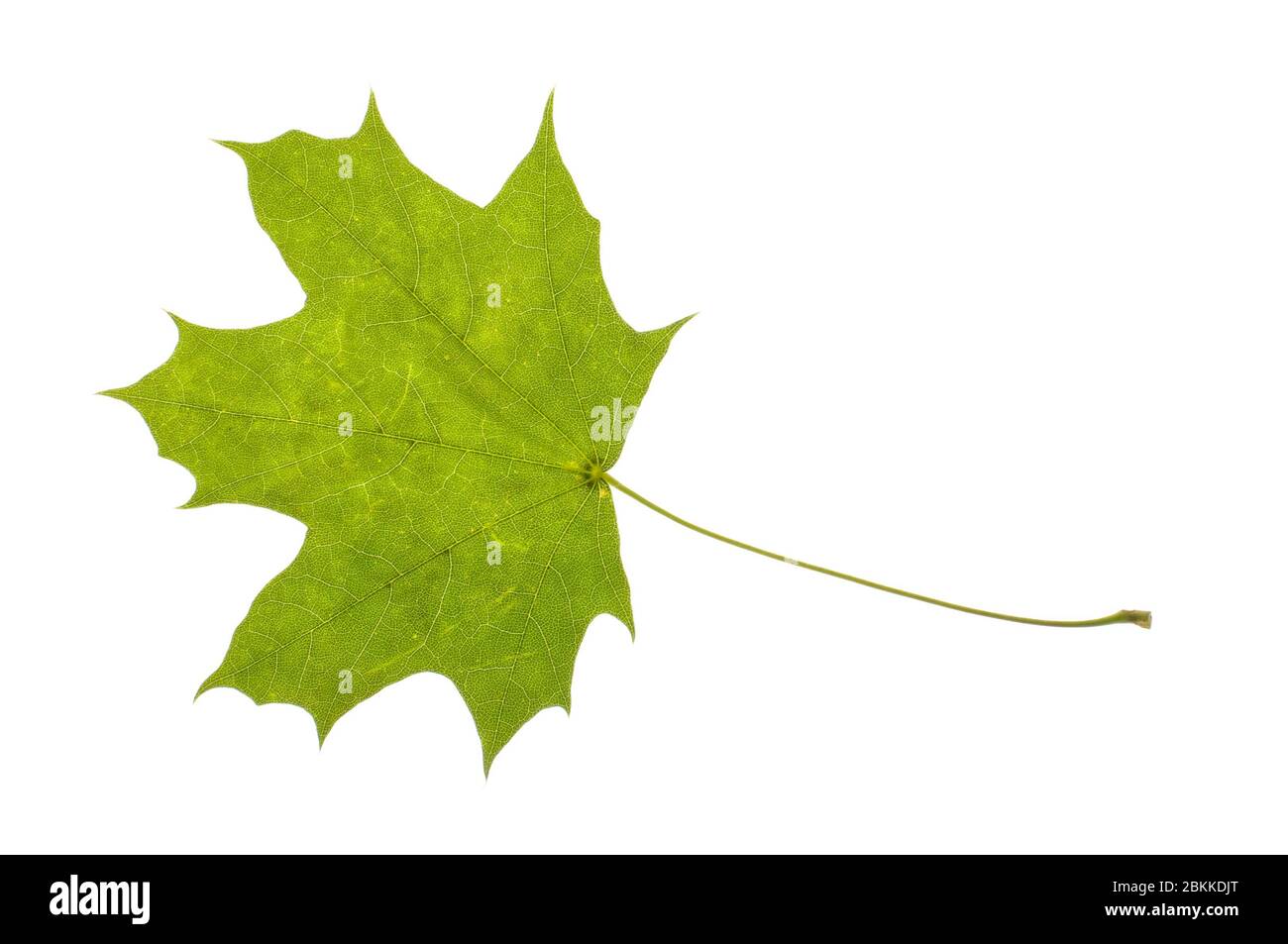 Feuille d'érable véritable isolée sur fond blanc Banque D'Images Feuille d'érable véritable isolée sur fond blanc Banque D'Images