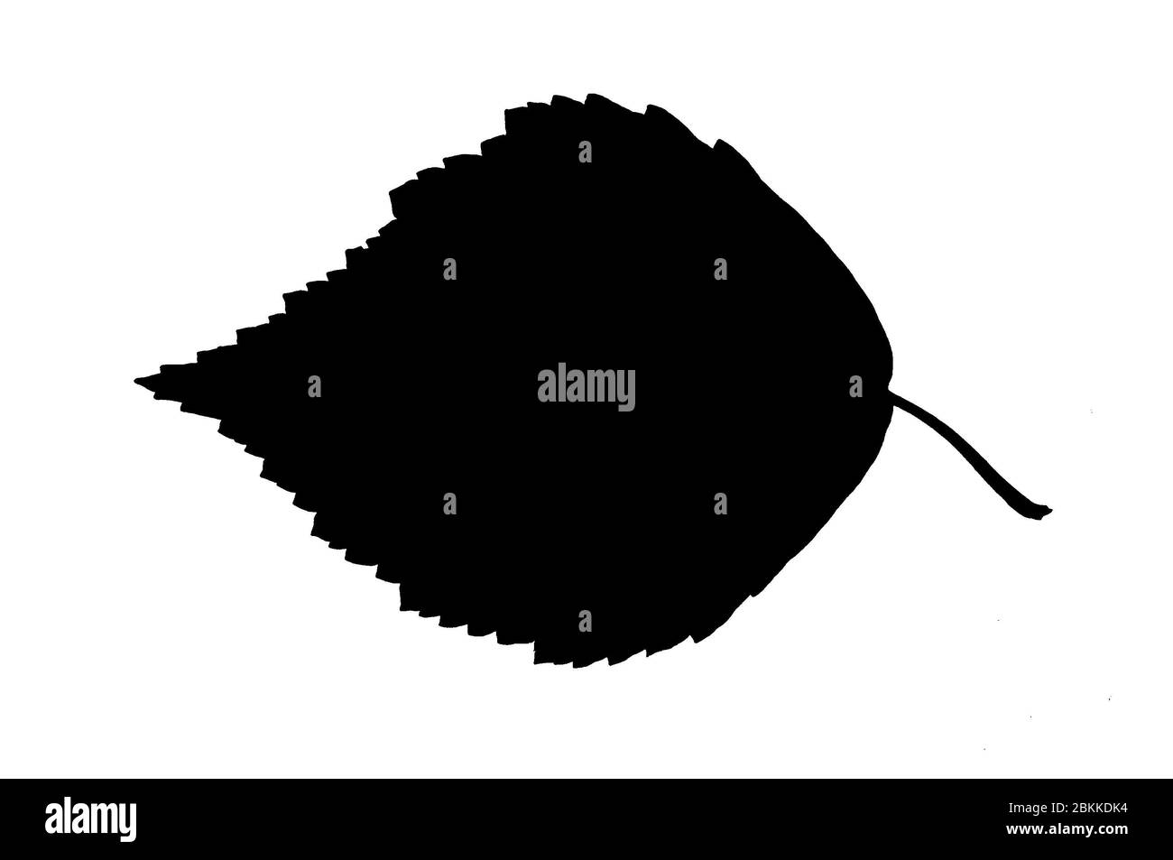 Silhouette noire de feuille de bouleau véritable isolée sur fond blanc Banque D'Images Silhouette noire de feuille de bouleau véritable isolée sur fond blanc Banque D'Images