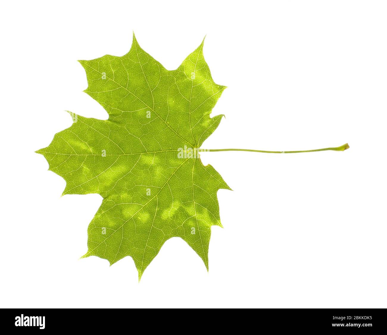 Feuille d'érable véritable avec des taches isolées sur fond blanc Banque D'Images Feuille d'érable véritable avec des taches isolées sur fond blanc Banque D'Images