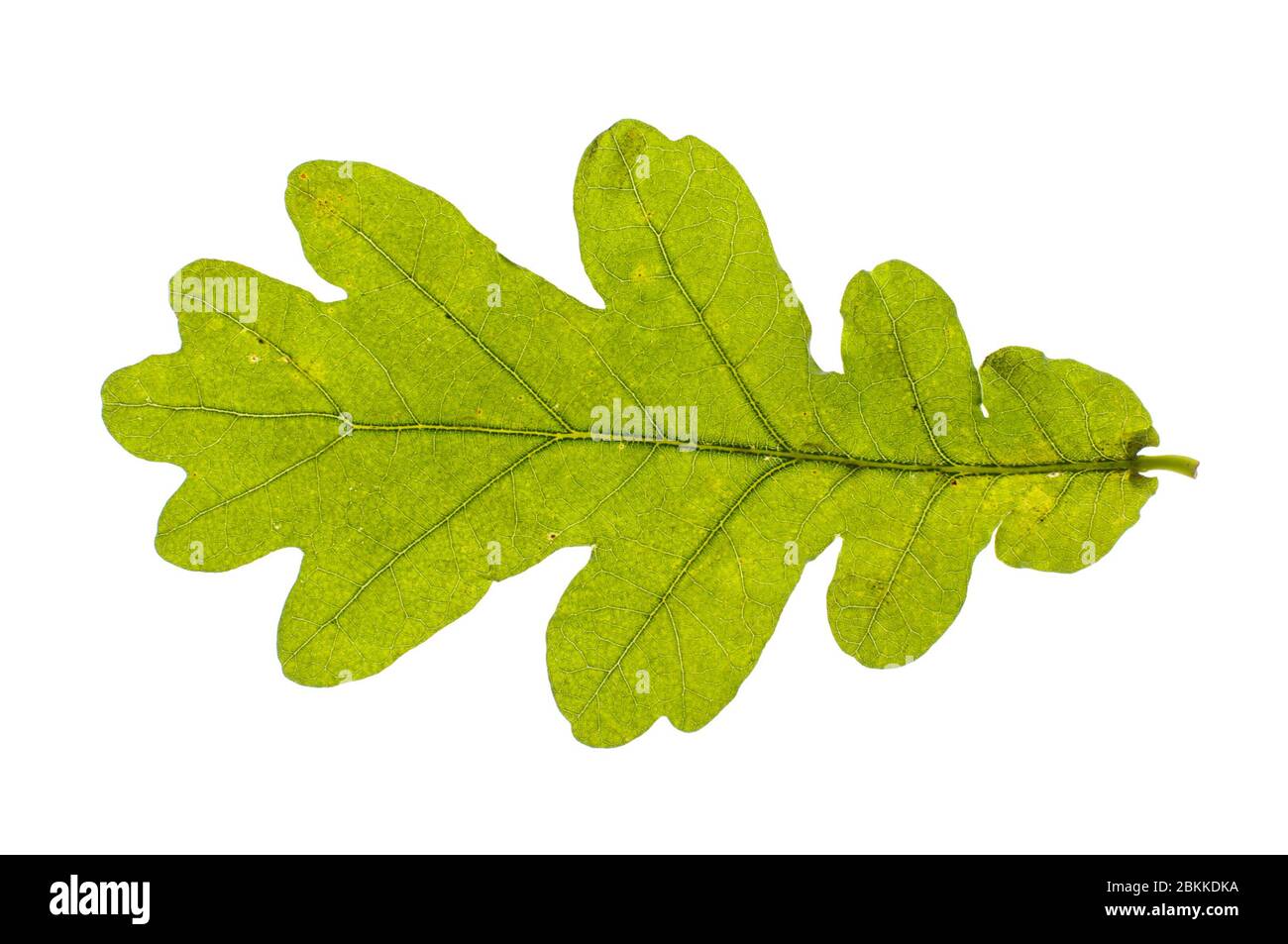 Feuille de chêne véritable isolée sur fond blanc Banque D'Images Feuille de chêne véritable isolée sur fond blanc Banque D'Images