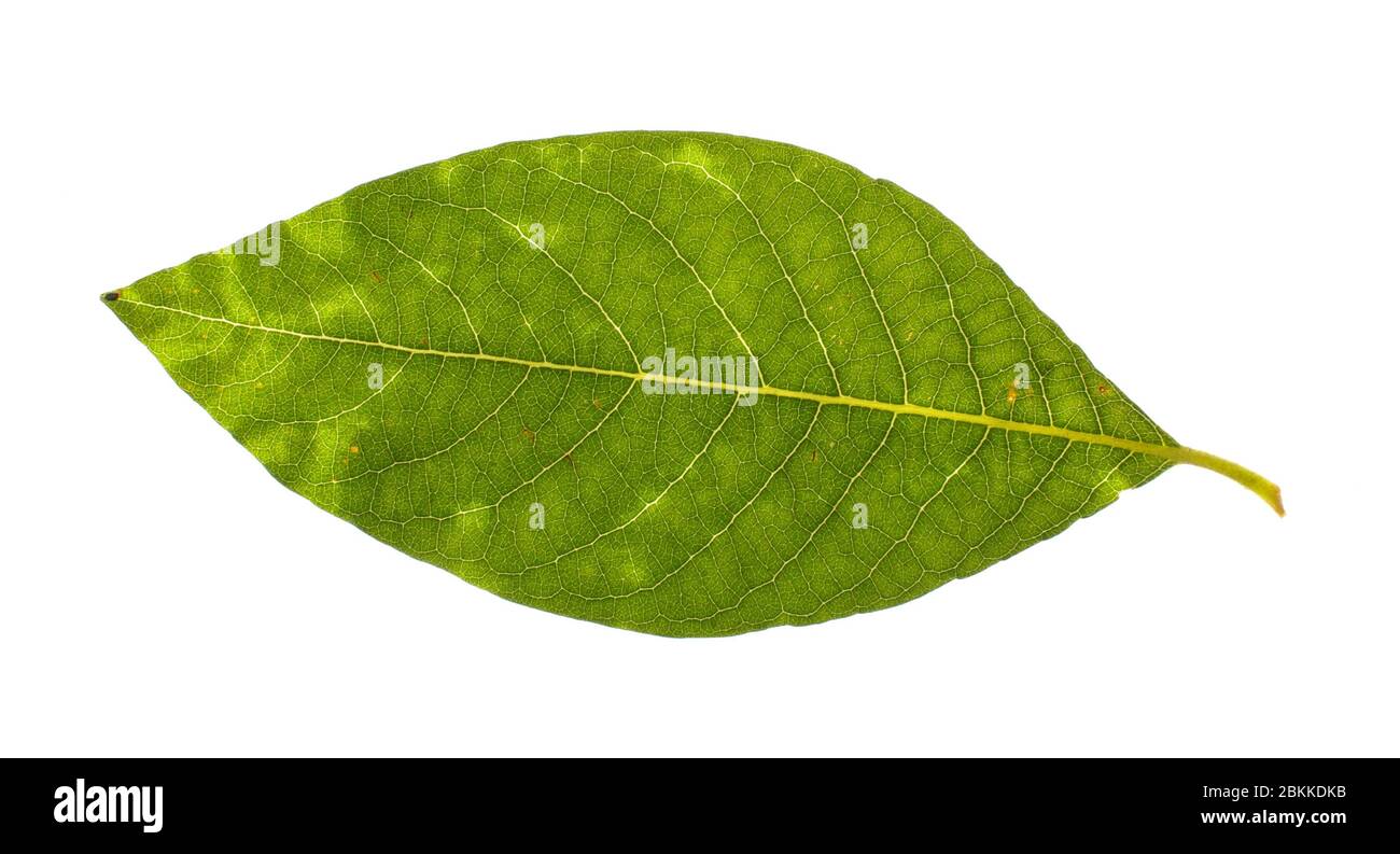 Feuille de saule réelle isolée sur fond blanc Banque D'Images