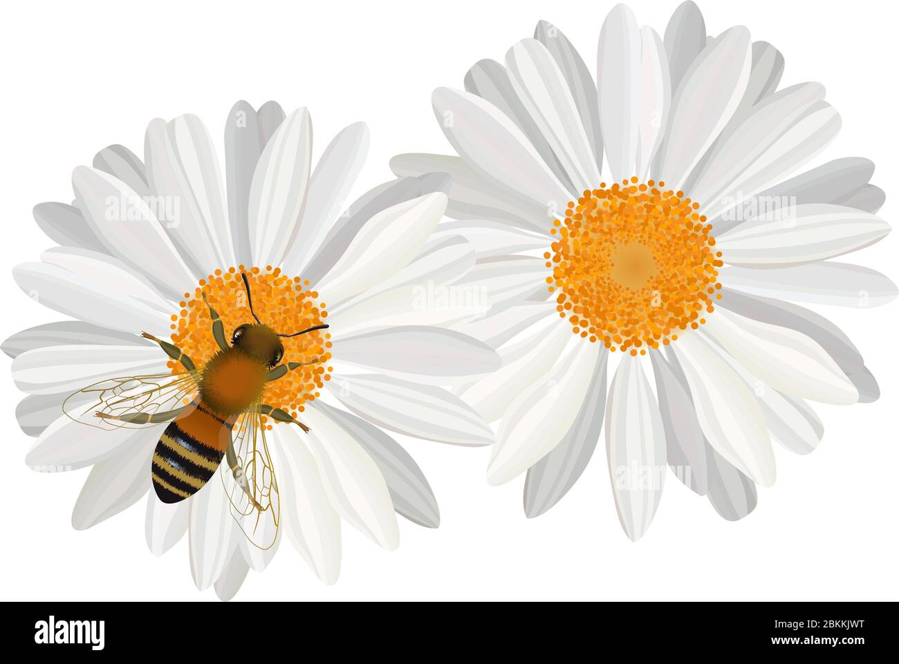 Vue rapprochée de l'abeille sur la fleur de camomille Illustration de Vecteur