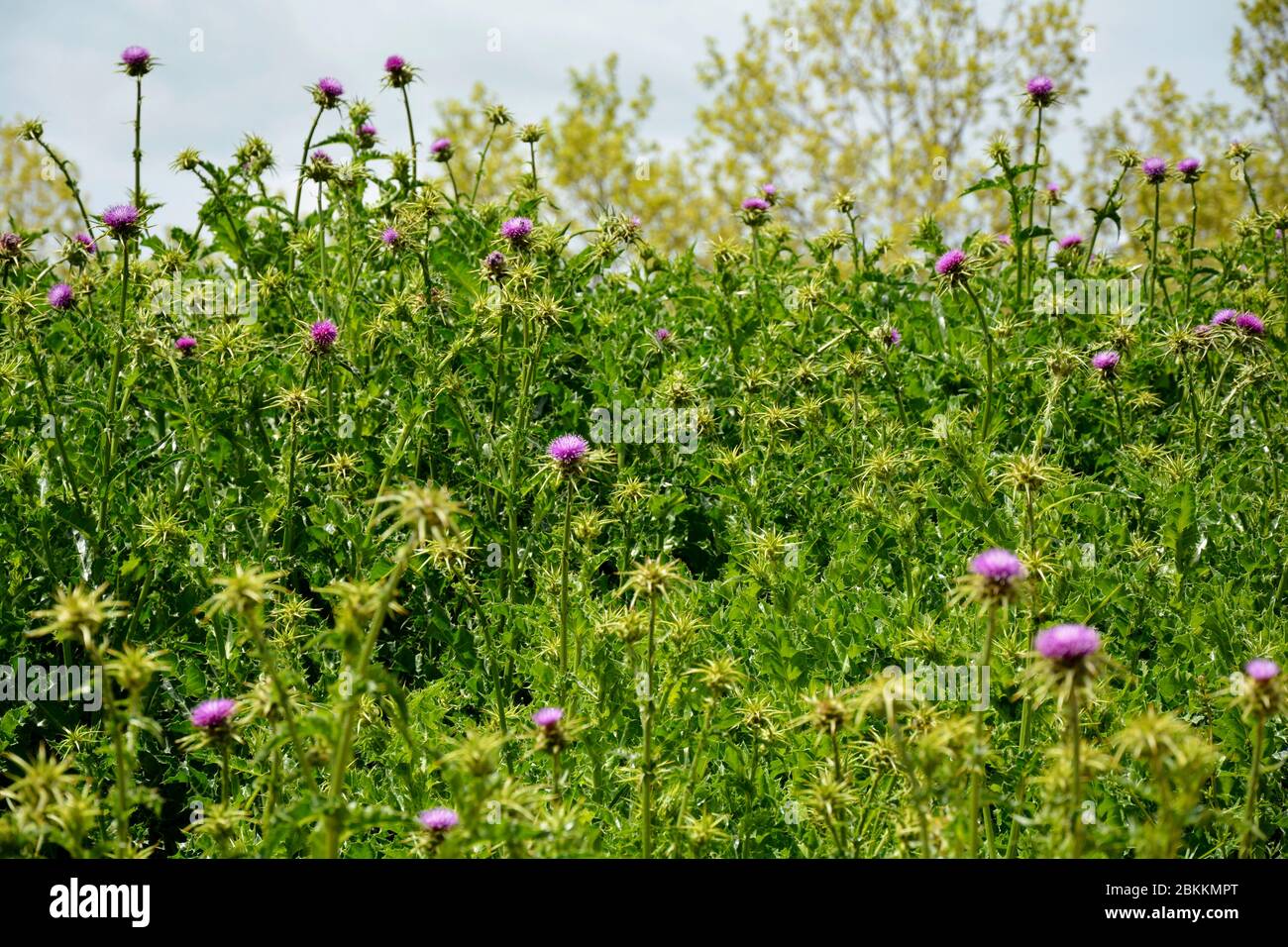 fleurs roses de thistles dans le champ Banque D'Images