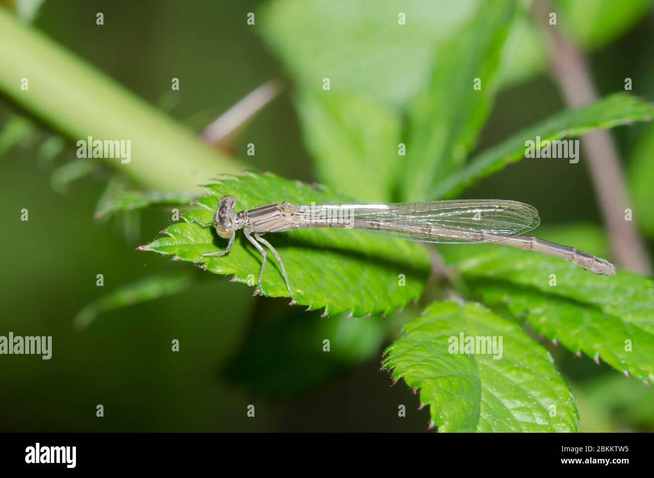 Double-rayure Bluet, Enallagma basidens, femme térauque Banque D'Images