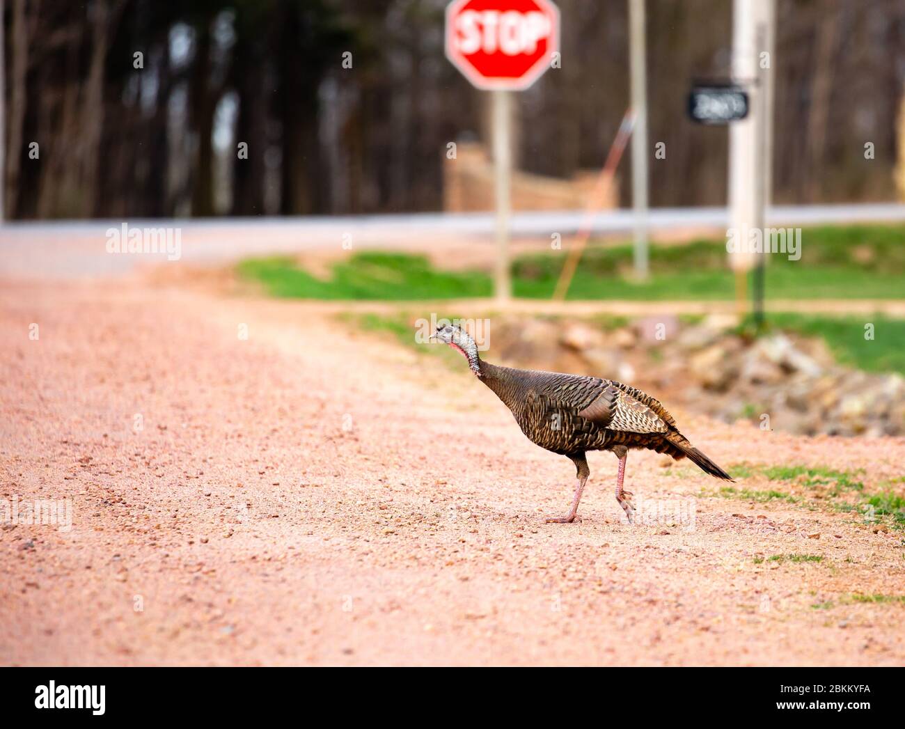 Turquie sauvage de l'est (Meleagris gallopavo silvestris) marchant sur une route de gravier dans le Wisconsin avec un panneau d'arrêt en arrière-plan Banque D'Images