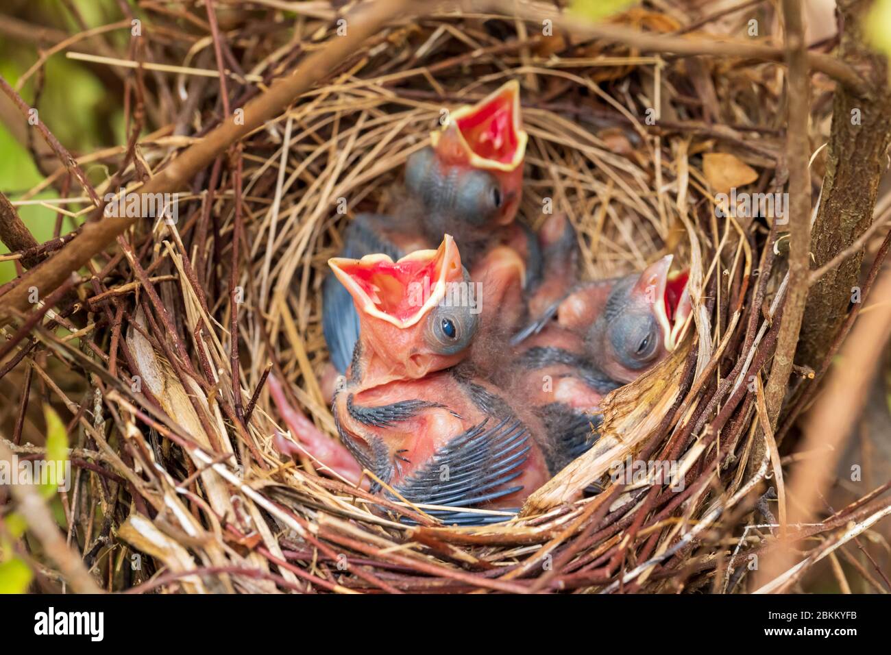 Northern Cardinal Cardinalis Cardinalis Young Banque D Image Et Photos Alamy