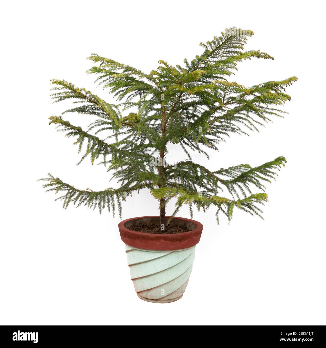Norfolk Island Pine plante arbre en pot de fleur isolé sur fond blanc Banque D'Images