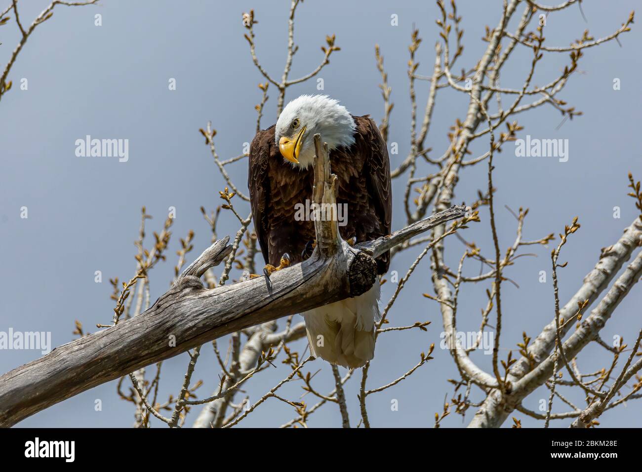 Aigle royal adulte (Haliaeetus leucocephalus) perché sur une branche d'arbre Colorado, États-Unis Banque D'Images