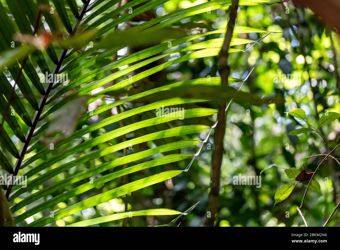 Paysage de la jungle péruvienne d'Amazonie Banque D'Images