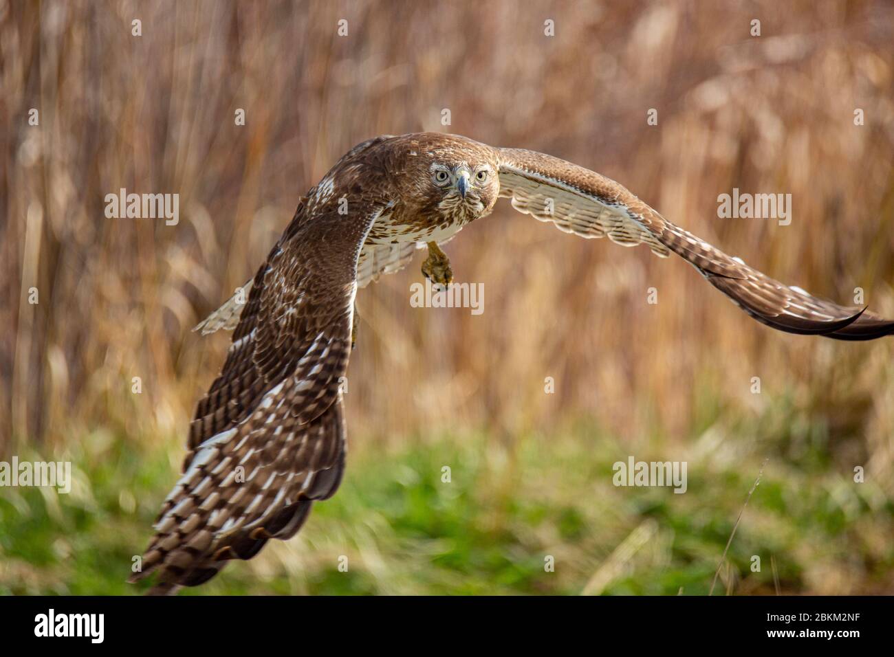 Le faucon à queue rouge juvénile (Accipitridae) prend le vol Colorado, États-Unis Banque D'Images