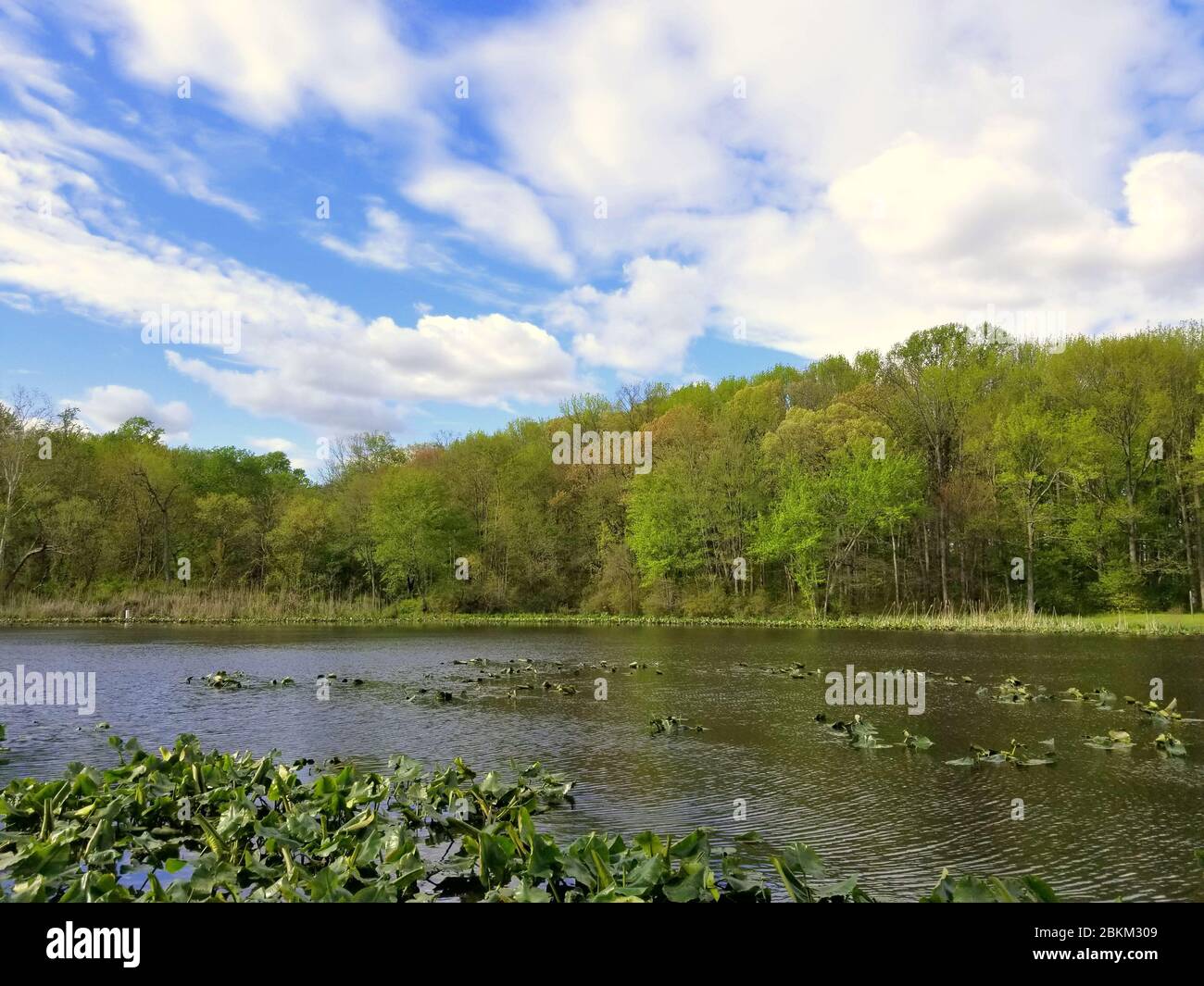 Vue sur les plantes aquatiques et les arbres de Folley Pond en interdisant Park, Wilmington, Delaware, U.S.A Banque D'Images