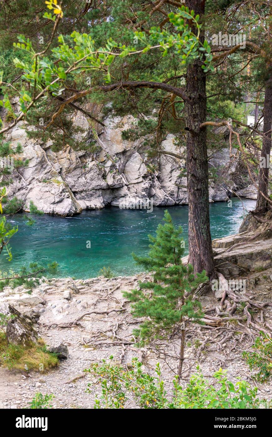 petite rivière de montagne propre et transparente et pin poussant sur des pierres, foyer sélectif Banque D'Images