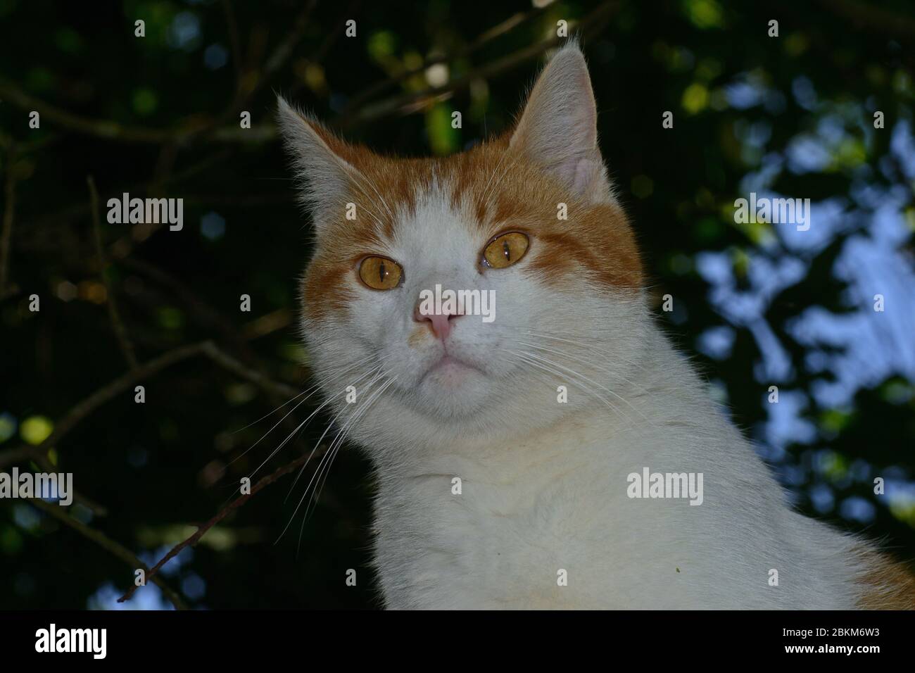 portrait de chat blanc et rouge sur fond sombre avec ciel Banque D'Images