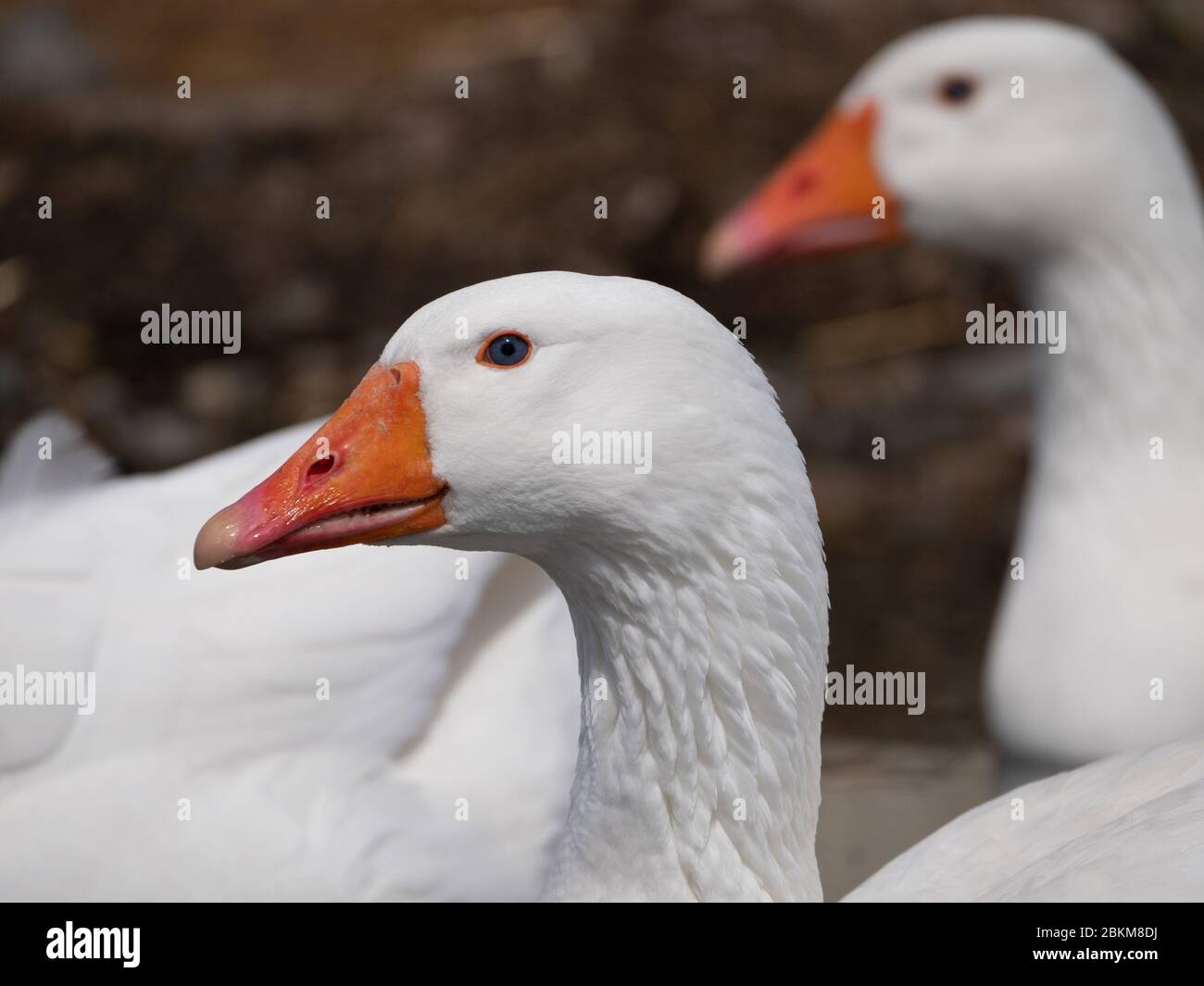 Gros plan de la tête d'une oie blanche domestique avec bec orange et yeux bleus. Photographié avec une faible profondeur de champ. Banque D'Images