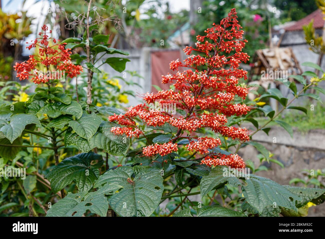 Fleur de pagode rouge en fleurs, ou Clerodendrum paniculatum, Bali, Indonésie. Banque D'Images
