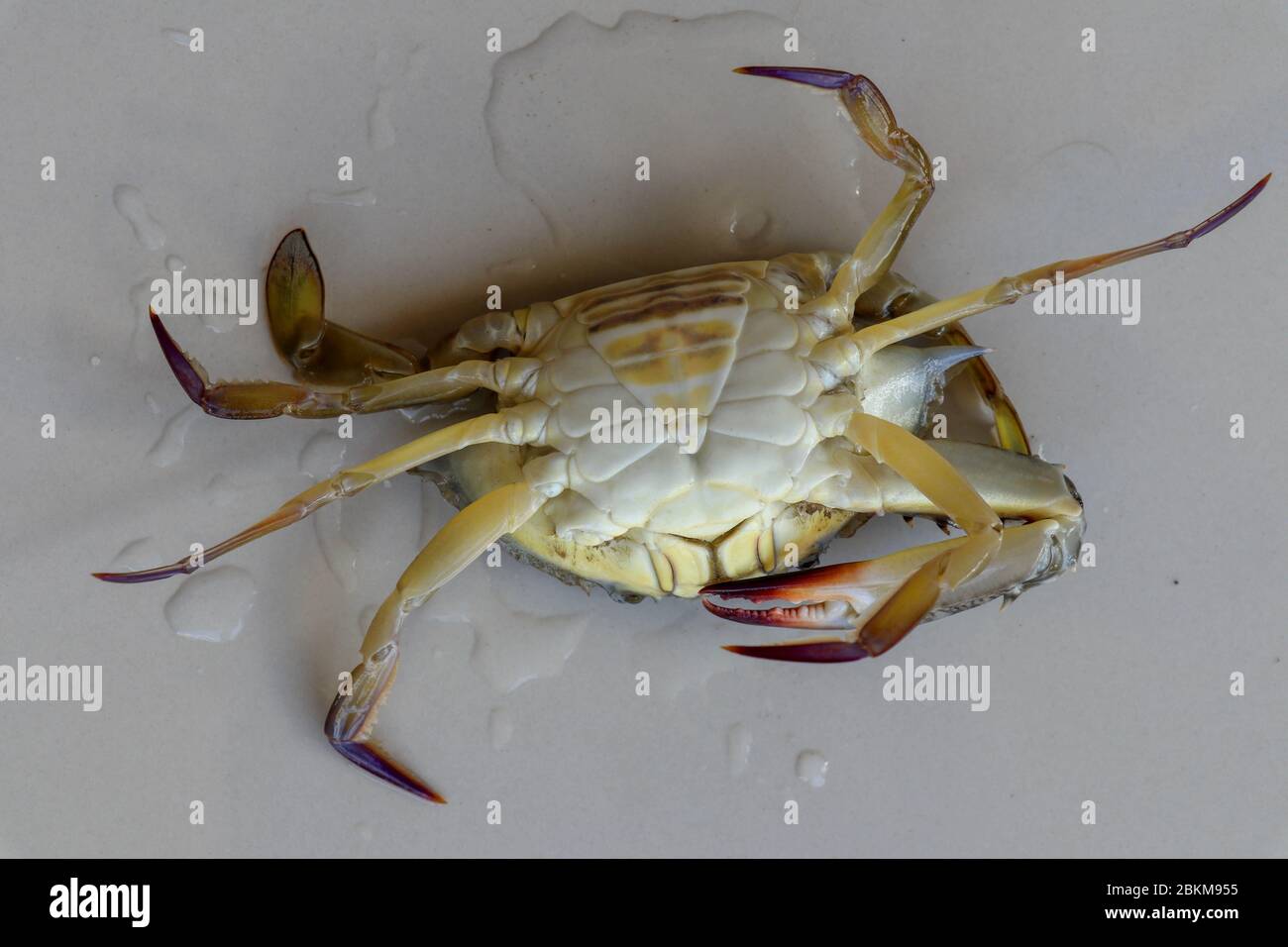 Vue ventrale du crabe de manne bleu, crabe de sable. Crabe fleuri. Portunus pelagicus isolé sur fond blanc. Photo en gros plan de la natation bleue fraîche et brute Banque D'Images