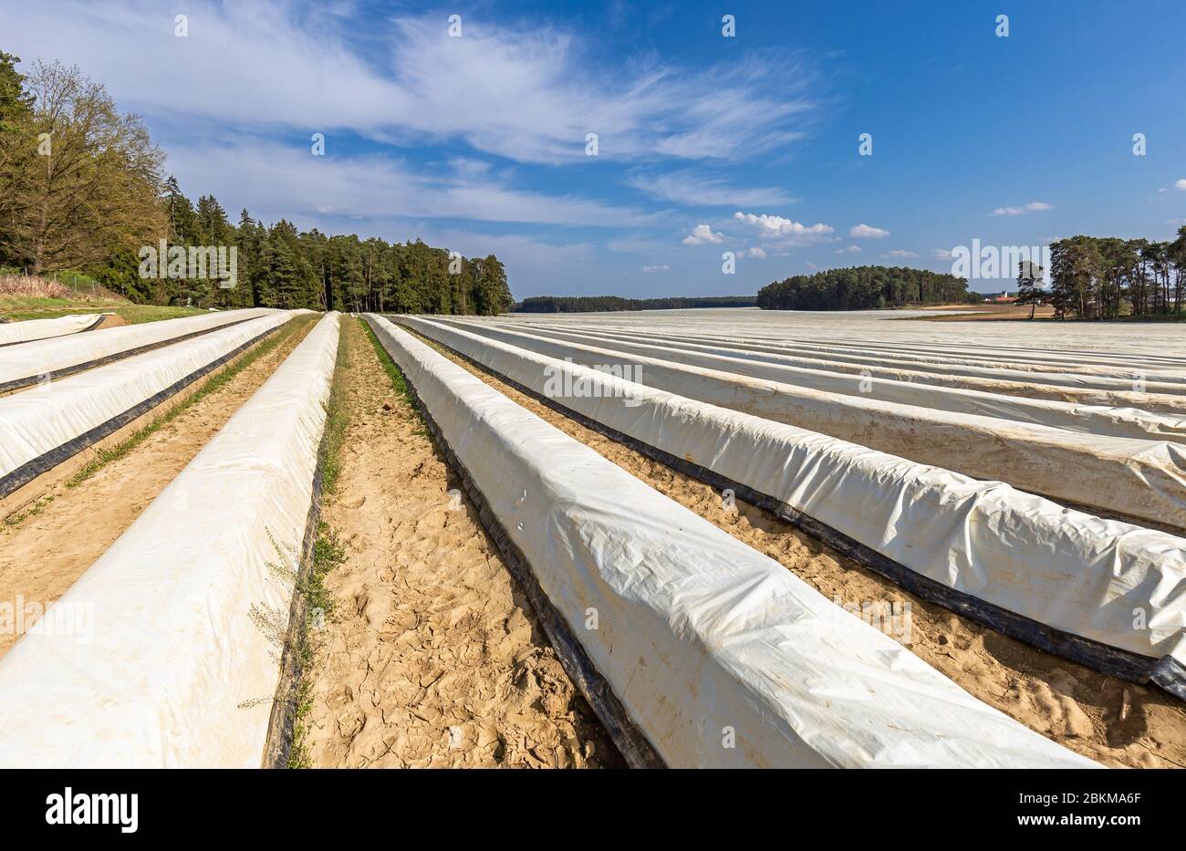 Champ d'asperges près de Schrobenhausen en Bavière, Allemagne Banque D'Images