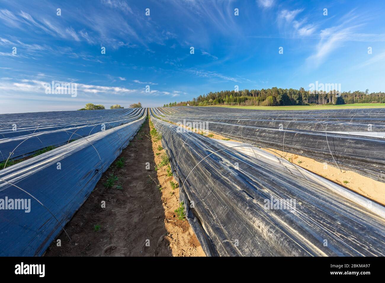 Champ d'asperges près de Schrobenhausen en Bavière, Allemagne Banque D'Images