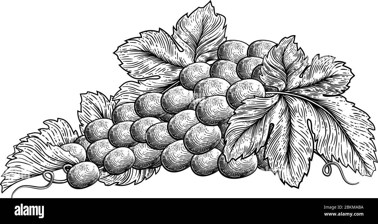 Grappe de raisins sur la vigne avec des feuilles Illustration de Vecteur