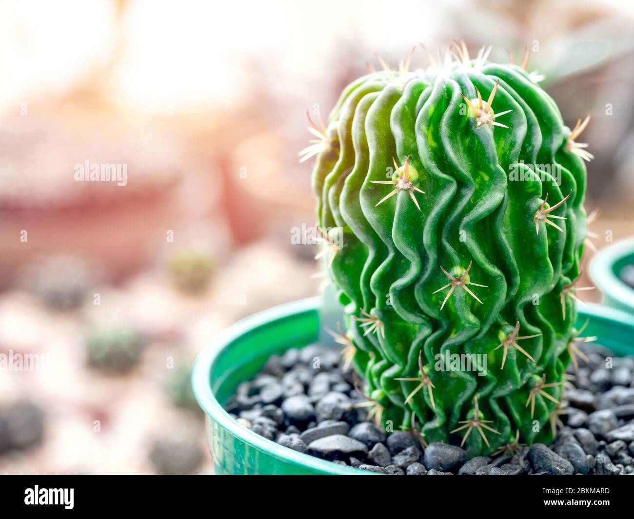 Gros plan de la belle plante de cactus fraîche de cerveau de l'adolescence dans le pot avec l'espace de copie. Banque D'Images