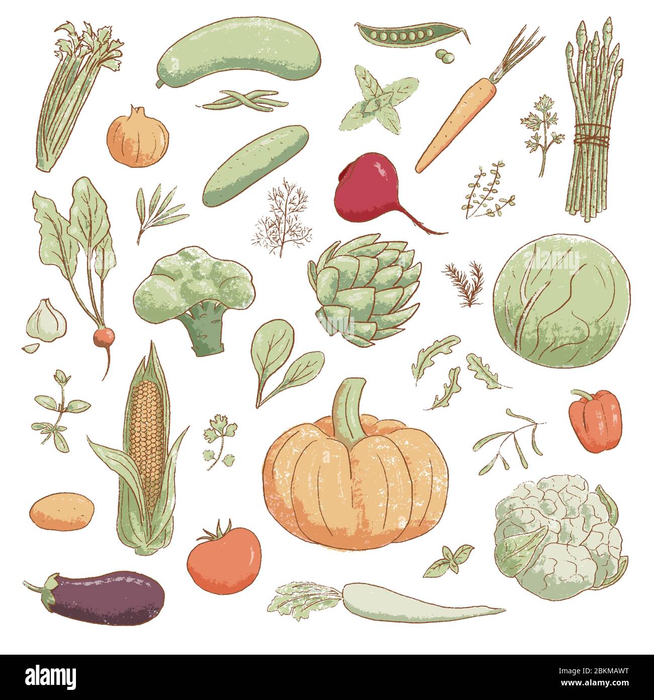 Collection de légumes de style vintage et d'herbes fraîches de style dessin animé populaire, illustration vectorielle Illustration de Vecteur