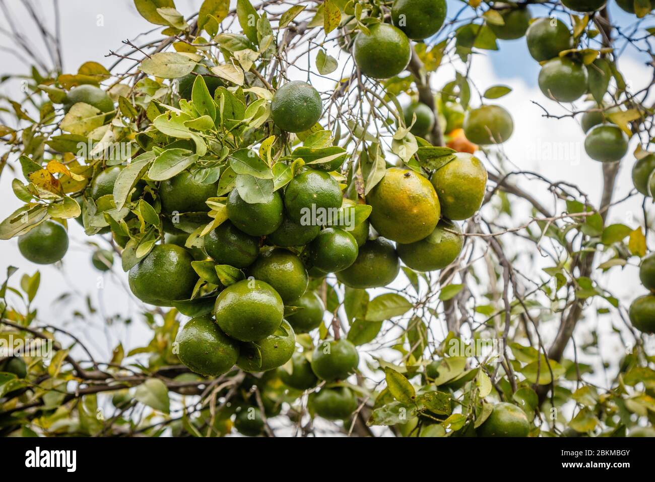 Oranges fraîches poussant sur les arbres. Citrus Farm, Kintamani Regency, Bangli, Bali, Indonésie. Banque D'Images