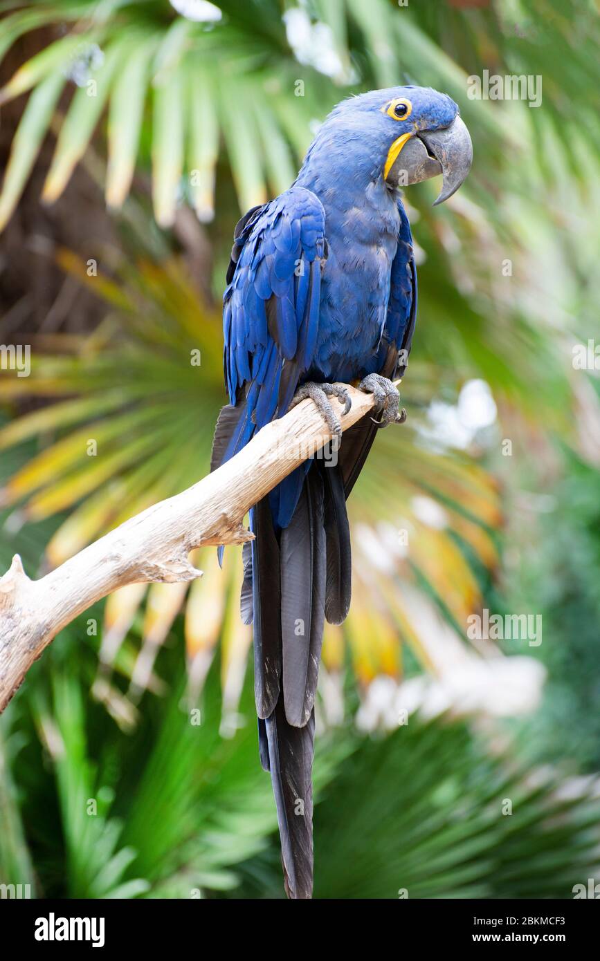 Perché de macaw en jacinthe bleue sur une branche Banque D'Images