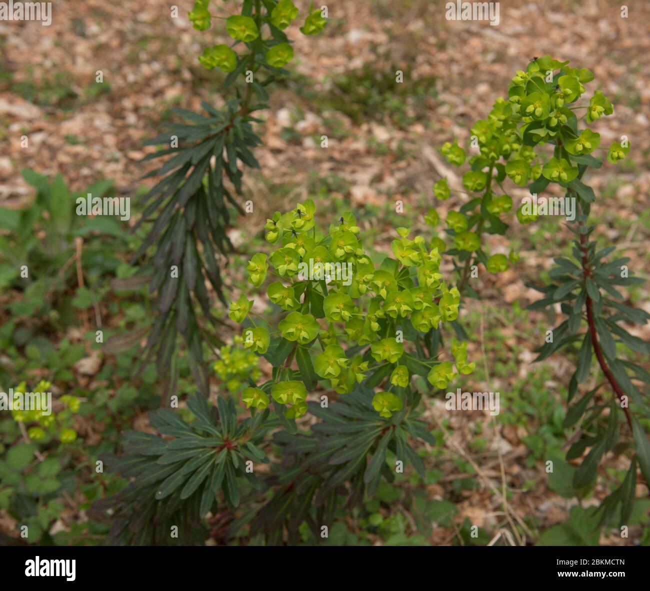 Fleur de printemps de la forêt de l'Euphorbia amygdaloides (Euphorbia amygdaloides) croissant dans la forêt ancienne dense dans une région rurale du Devon, Angleterre, Royaume-Uni Banque D'Images