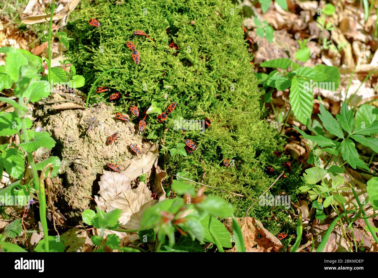 Bug de feu (Pyrrhocoris apterus) dans la forêt Banque D'Images