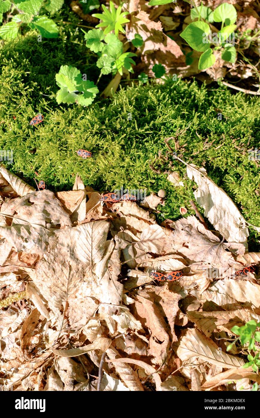 Bug de feu (Pyrrhocoris apterus) dans la forêt Banque D'Images