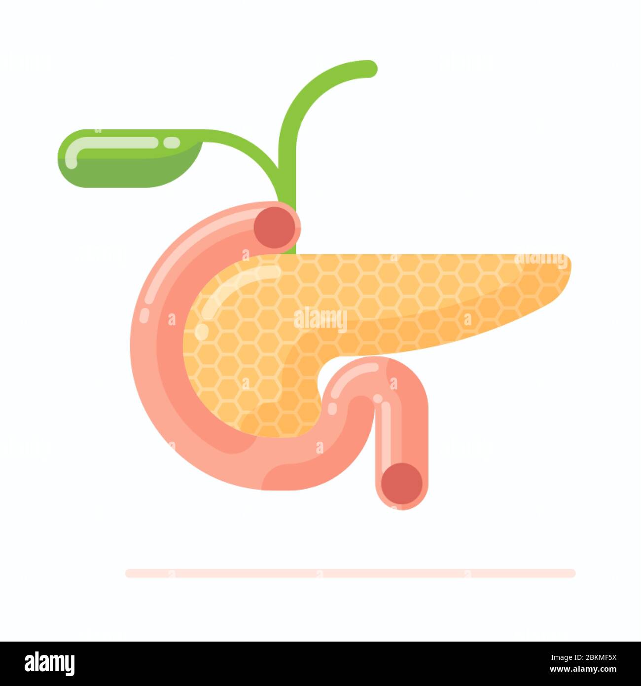 Anatomie du pancréas humain avec vésicule biliaire, illustration vectorielle à conception plate, style de dessin animé Illustration de Vecteur