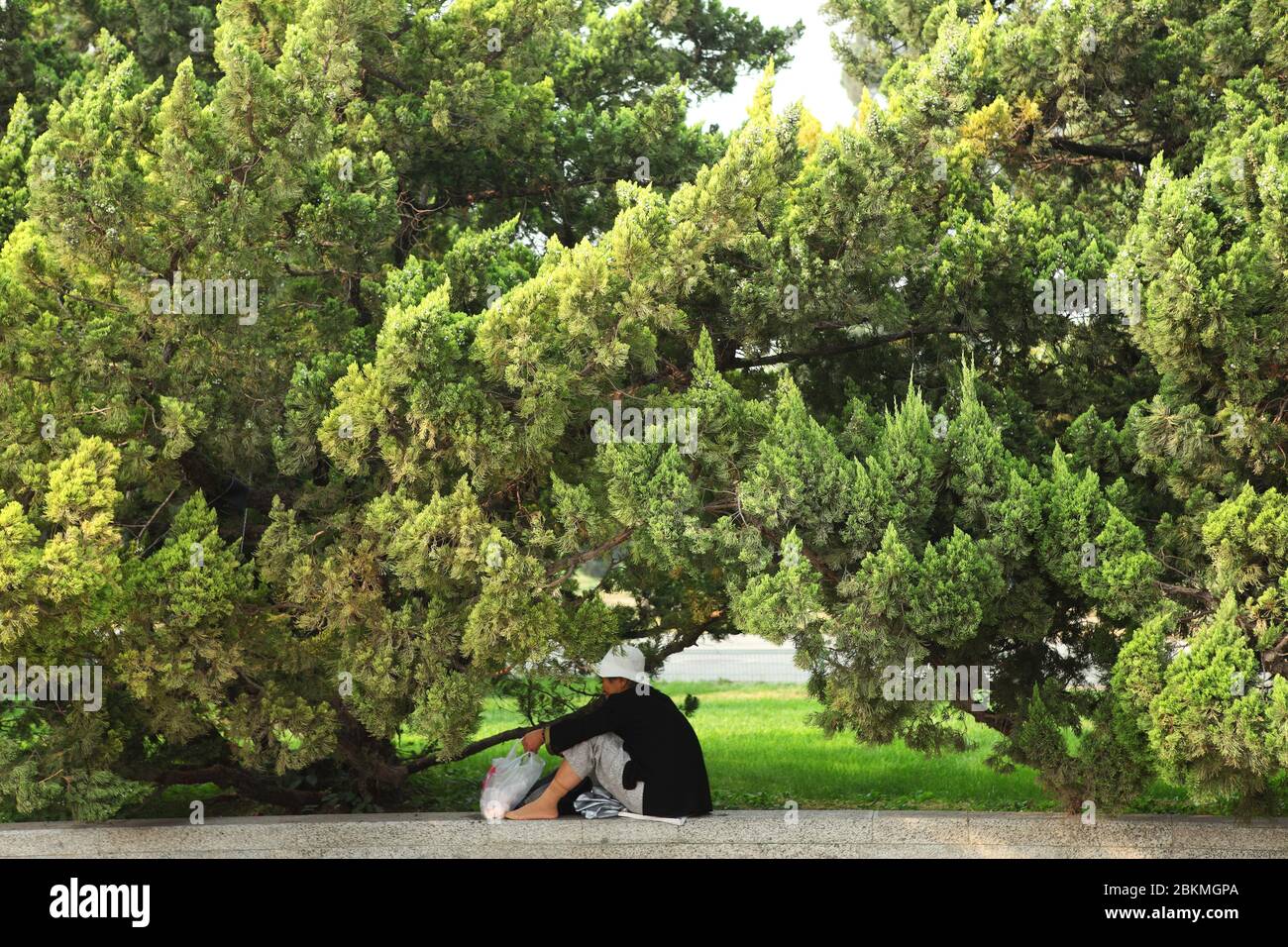 Une vieille personne assise et reposant sous la voûte de l'arbre pour se détendre et à l'écart de la chaleur. Banque D'Images
