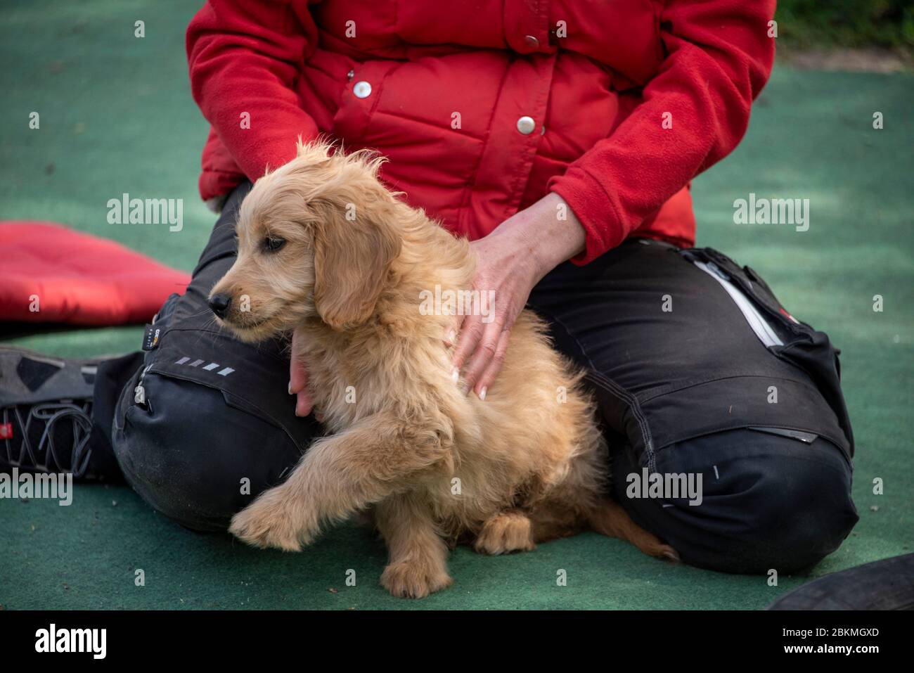 Magdeburg, Allemagne. 25 avril 2020. Un mini-chien est installé sur une aire de jeux pour chiots. Crédit: Stephan Schulz/dpa-Zentralbild/ZB/dpa/Alay Live News Banque D'Images