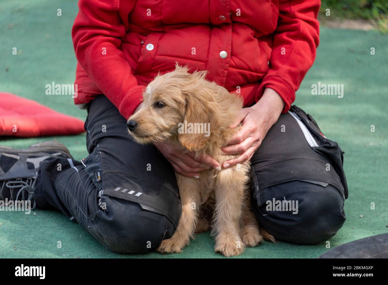 Magdeburg, Allemagne. 25 avril 2020. Un mini-chien est installé sur une aire de jeux pour chiots. Crédit: Stephan Schulz/dpa-Zentralbild/ZB/dpa/Alay Live News Banque D'Images
