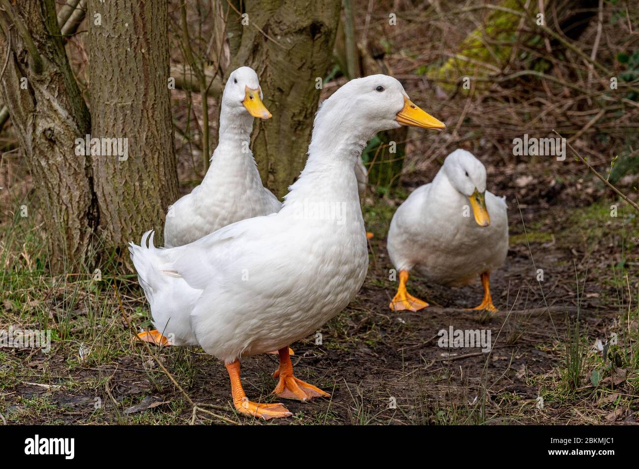 Gros canards de couleur blanc qui s'exécutent vers l'appareil photo Banque D'Images