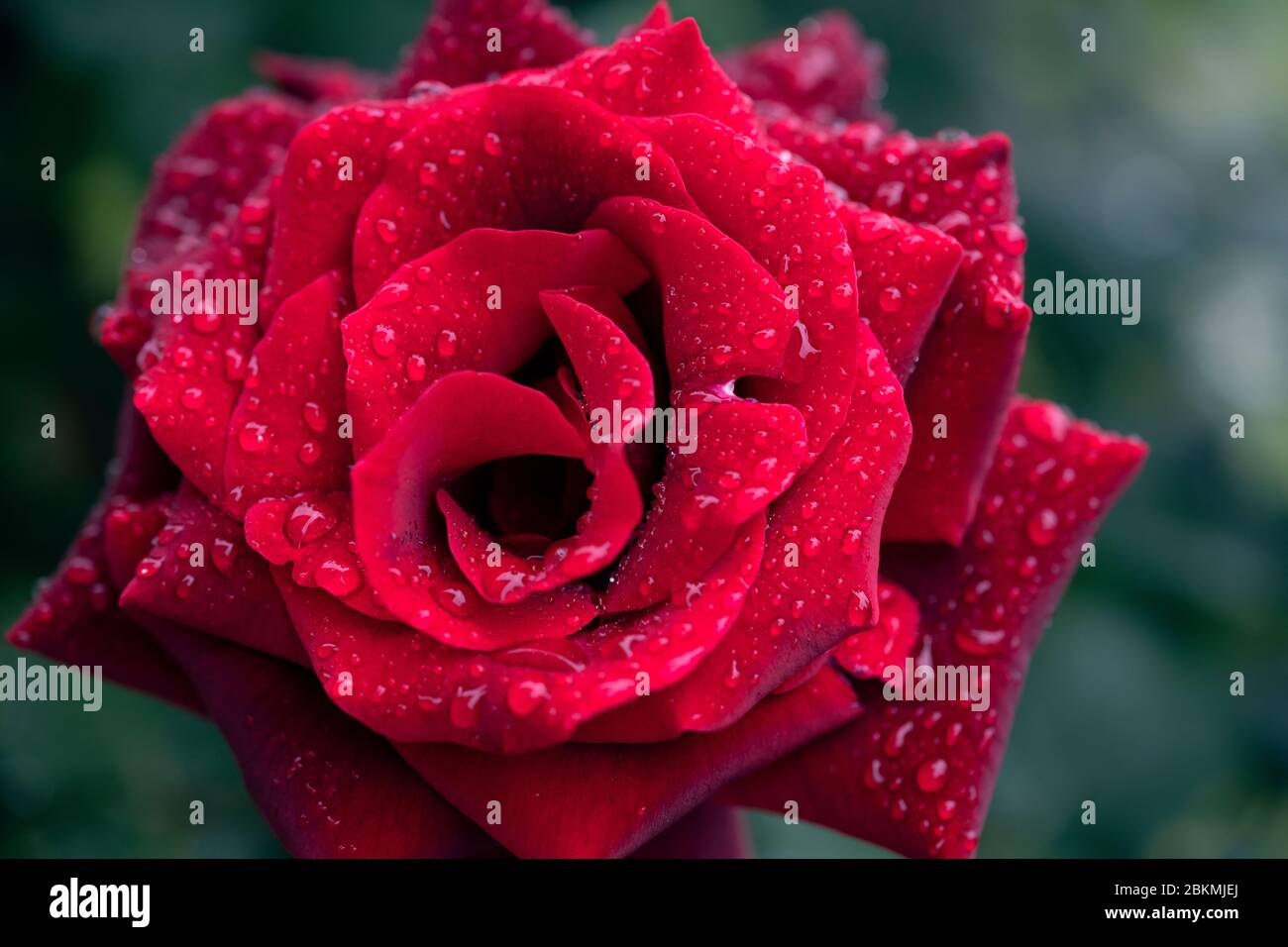 La beauté classique de la rose rouge Banque D'Images