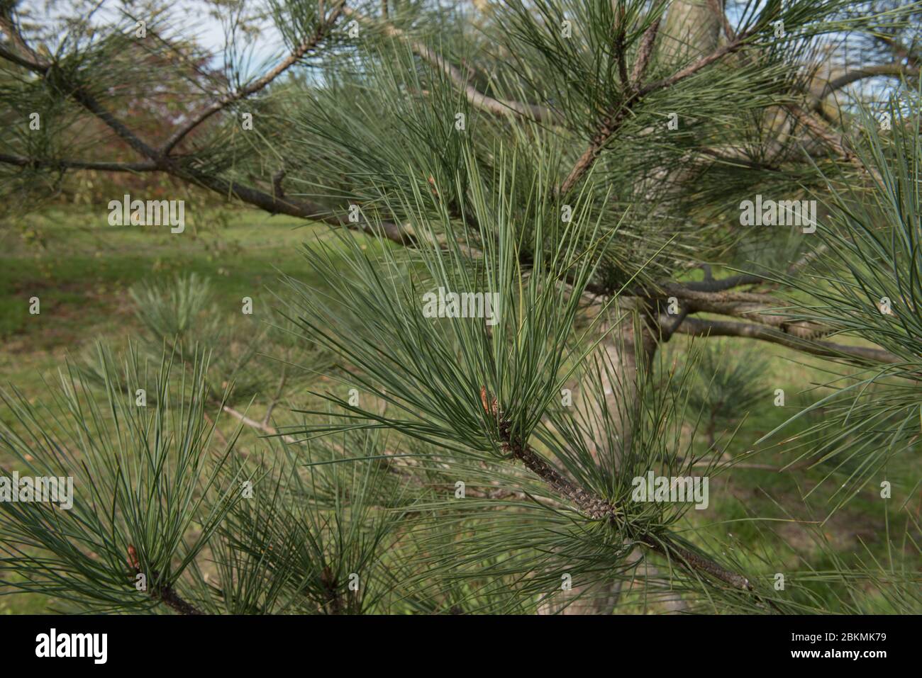 Pinus jeffreyi (Jeffrey's ou PIN noir) dans un parc à Surrey rurale, Angleterre, Royaume-Uni Banque D'Images