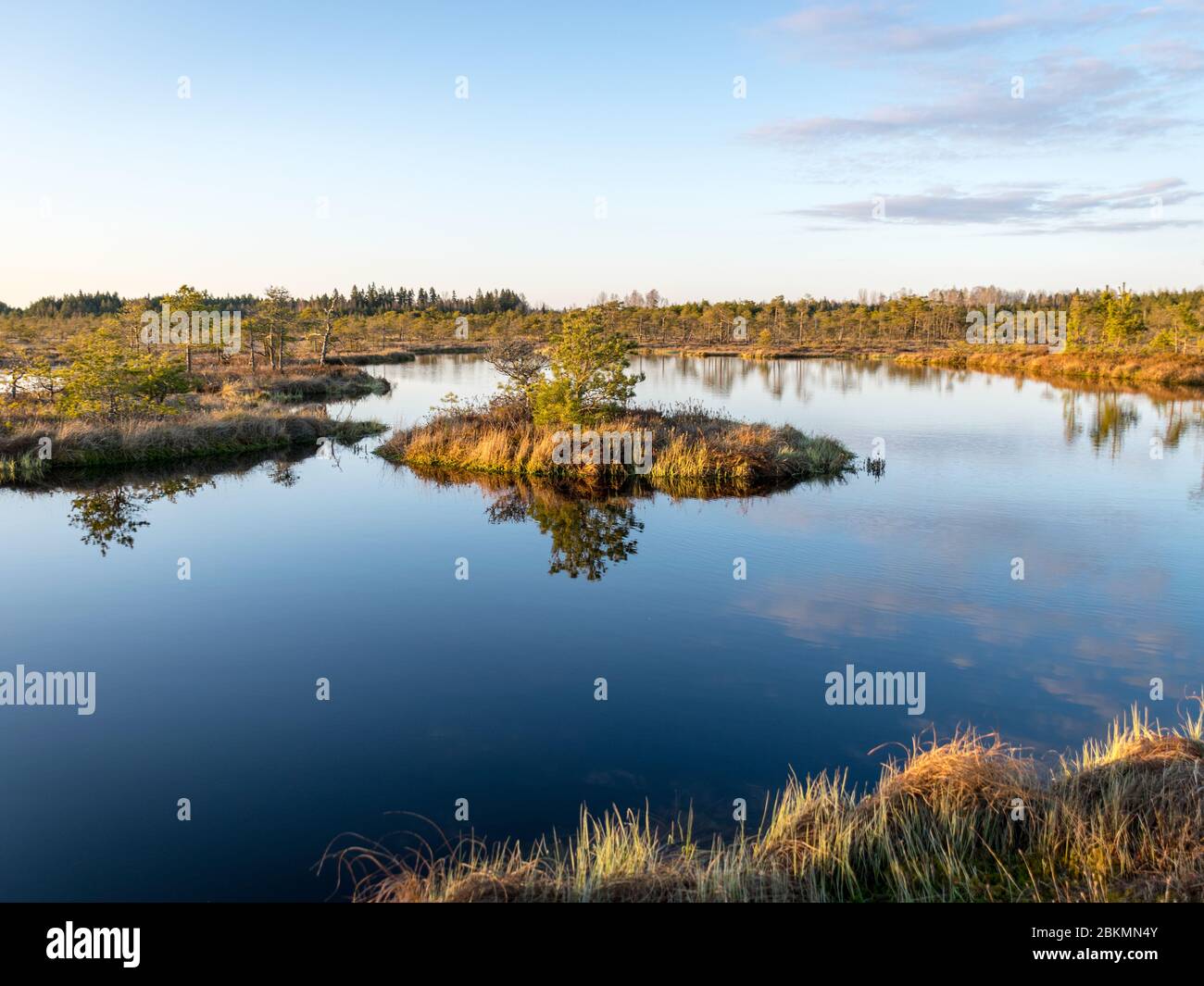 Beau paysage avec le soir et le coucher du soleil sur le lac de tourbière, lac clair de cristal et île de tourbe dans le lac et la végétation de tourbière, le pin de tourbière dans le backgroun Banque D'Images