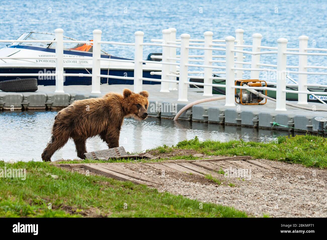 CUB abandonné d'ours brun (Ursus arctos) dans le lac Kurile. Kamchatka. Sibérie. Russie Banque D'Images