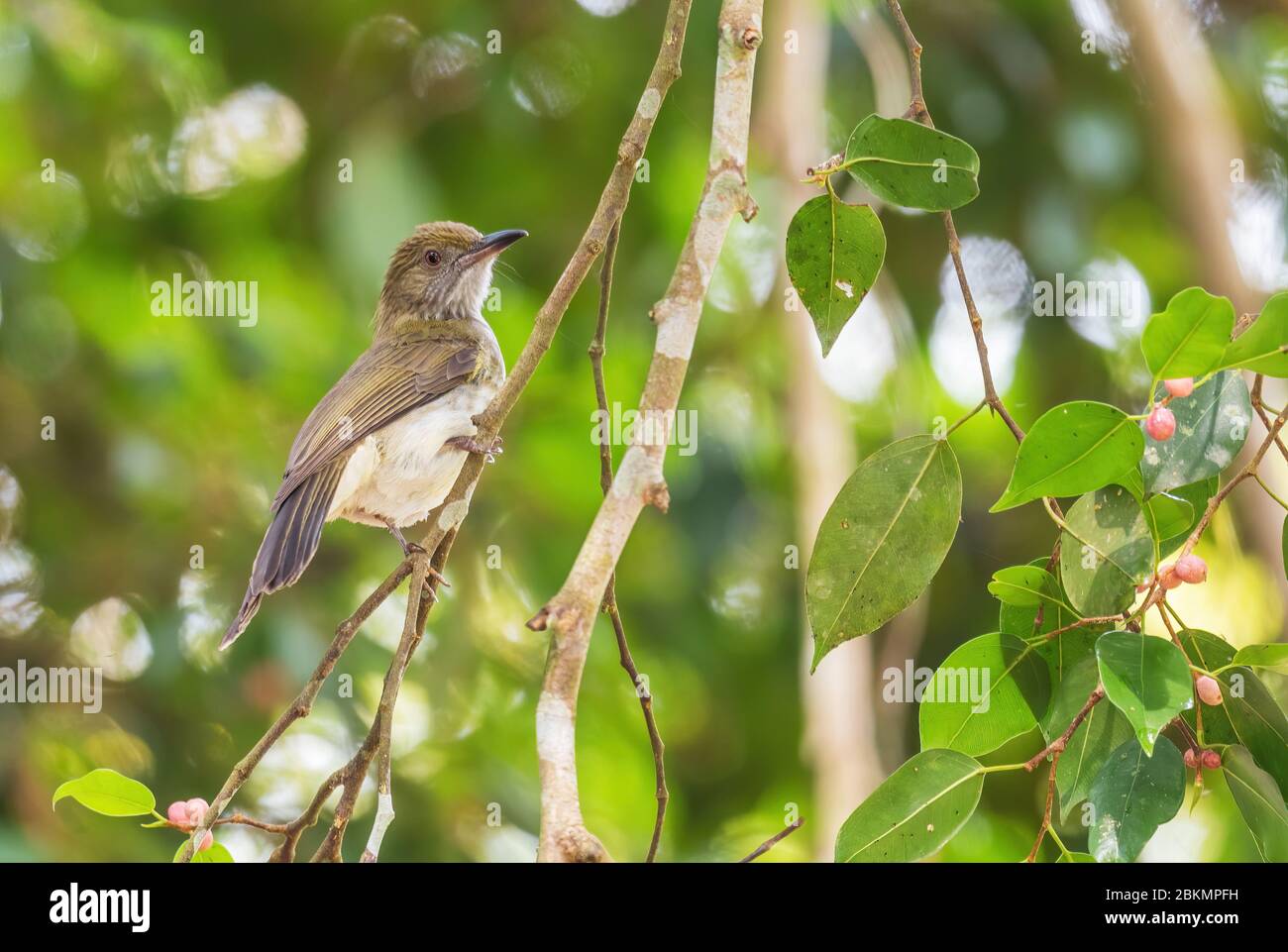 Bulbul de montagne - Ixos mcclellandii, timide oiseau caché perching des forêts et des terres boisées de l'Asie du Sud-est, Mutiara Taman Negara, Malaisie. Banque D'Images