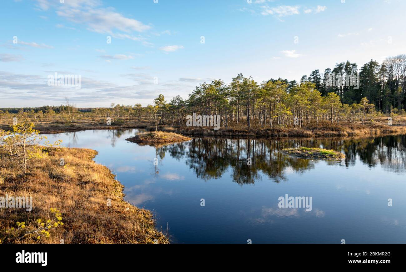 Beau paysage avec le soir et le coucher du soleil sur le lac de tourbière, lac clair de cristal et île de tourbe dans le lac et la végétation de tourbière, le pin de tourbière dans le backgroun Banque D'Images