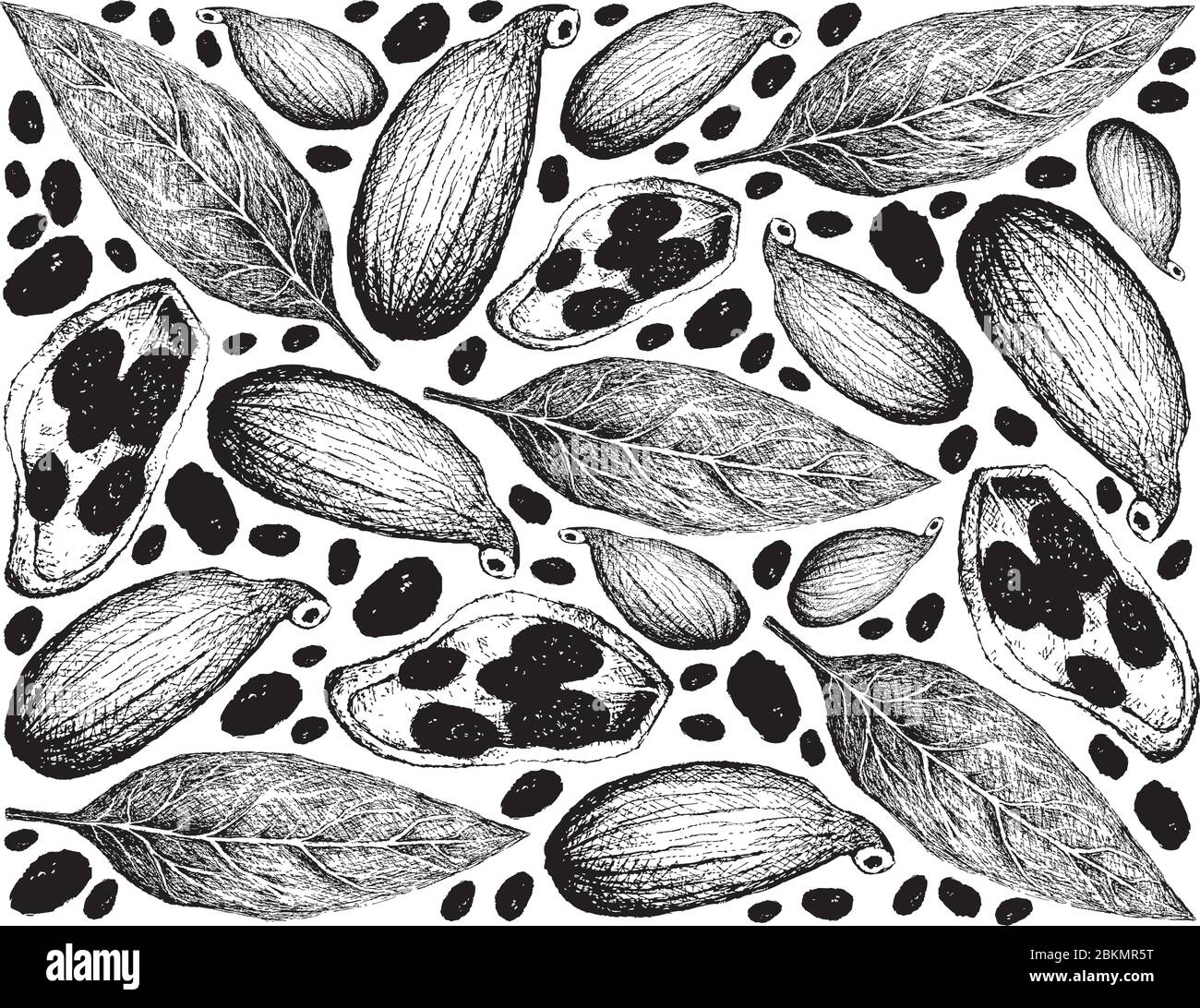 Plantes à base de plantes, illustration dessinée à la main des feuilles fraîches de laurier de Bay et des pods de Cardamom arrière-plan utilisés pour la cuisine en mer. Illustration de Vecteur
