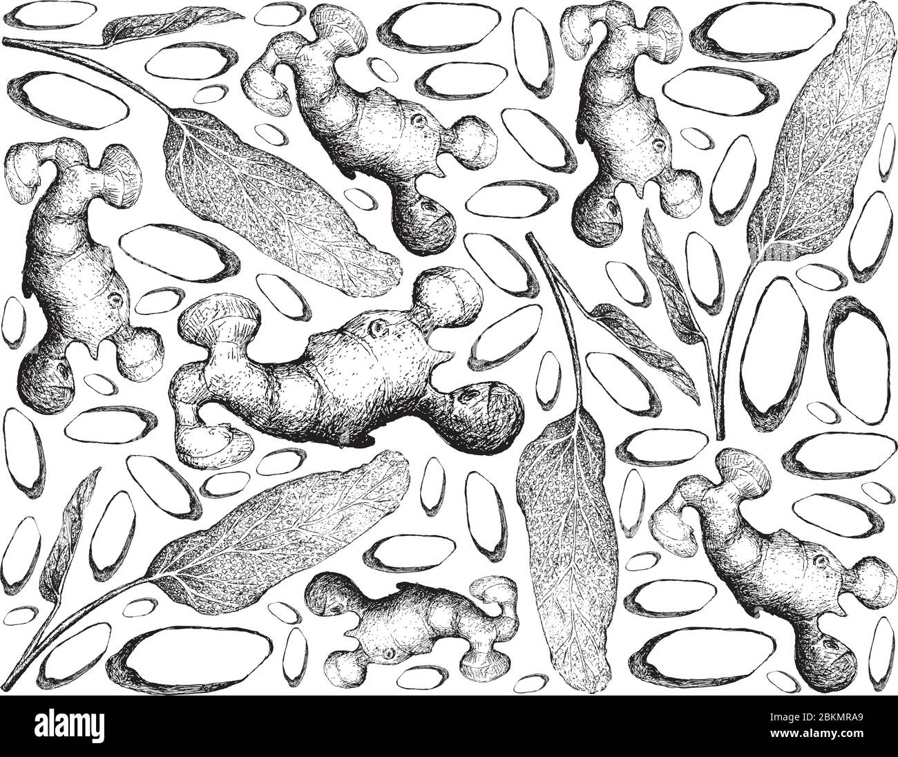 Plantes à base de plantes, Illustration dessinée à la main de la Sage frais ou Salvia Pfficinalis et gingembre racines utilisées pour la assaisonnement dans la cuisine. Illustration de Vecteur